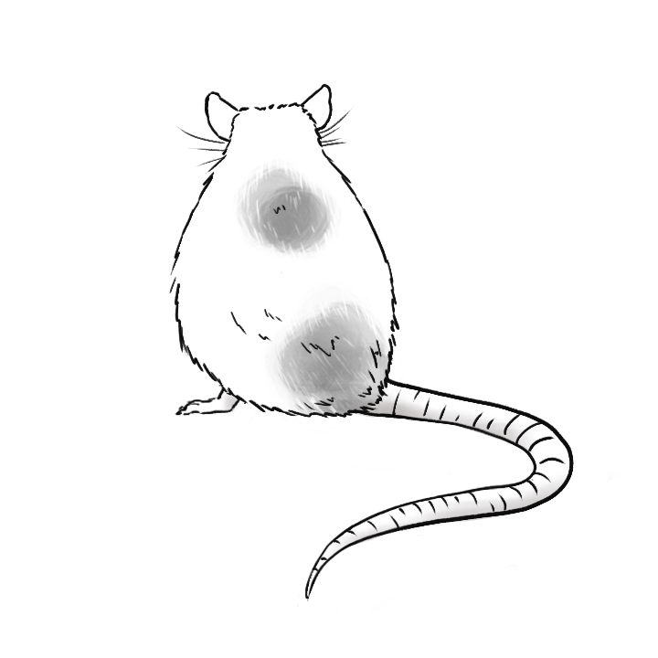 Illustration einer Ratte von hinten