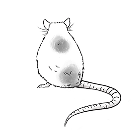 Illustration einer Ratte von hinten