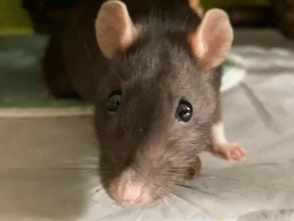 Foto einer Ratte mit Kulleraugen