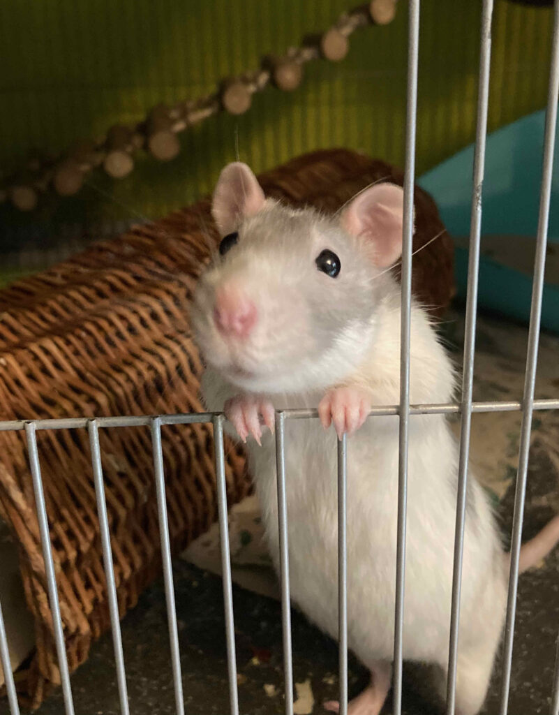 Foto einer Ratte, die aus dem Käfig schaut
