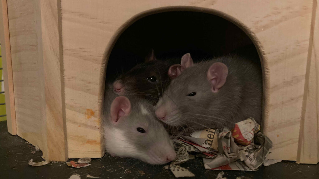 Bild der 3 Ratten