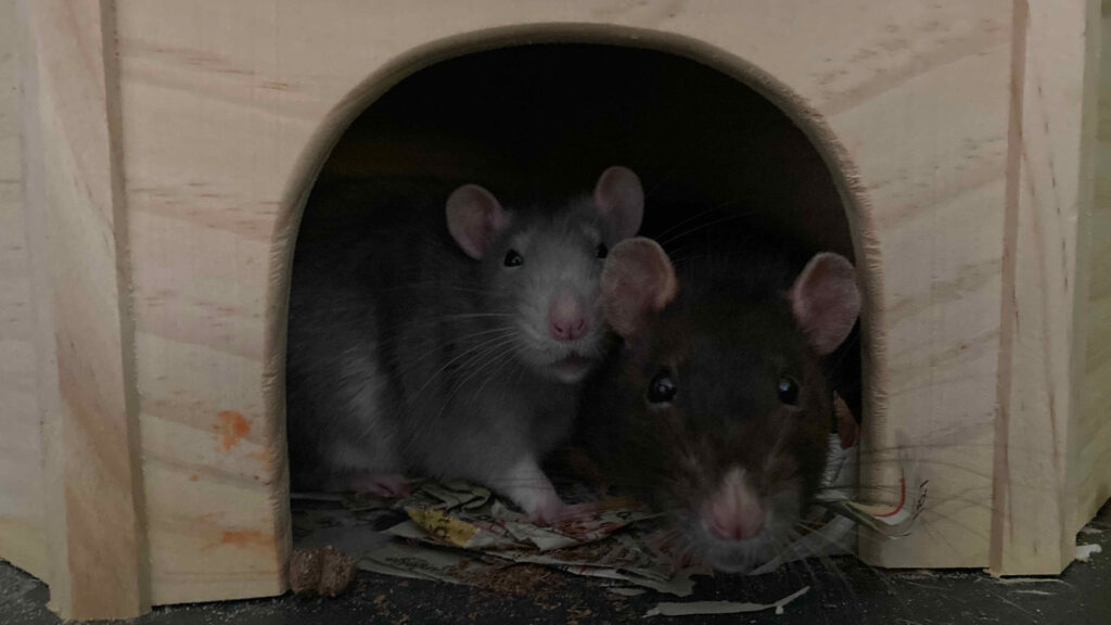 Foto von zwei Ratten